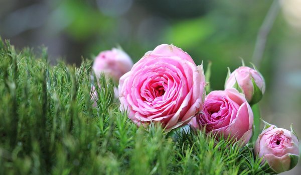What Are the Most Effective Natural Remedies for Rose Black Spot in Humid UK Regions?